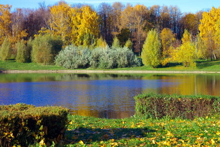 Birch Alley at Autumnの写真素材
