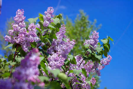 Lilac at Spring
