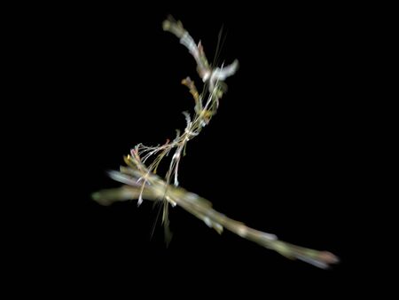 image of one Digital Fractal on Black Colorの写真素材