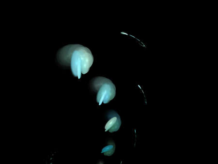 image of one Digital Fractal on Black Color