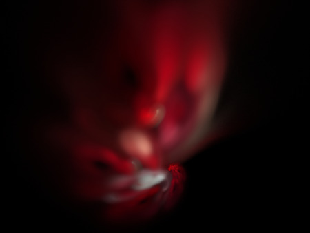 image of one Digital Fractal on Black Colorの写真素材