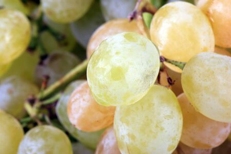 green grapes at dayの写真素材