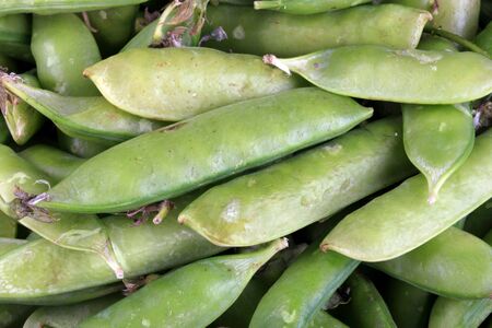 many green pea at day