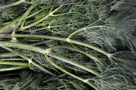 many raw green dill