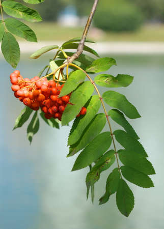 ashberry at dry sunny dayの写真素材