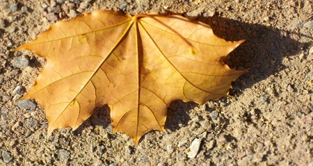 maple leaf on earthの写真素材