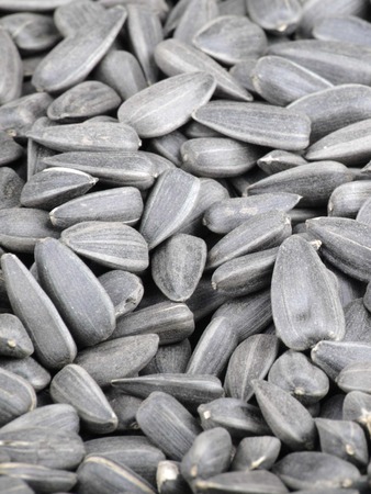many of sunflower seeds backgroundの写真素材