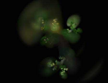 image of one Digital Fractal on Black Colorの写真素材