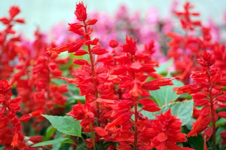 red little flowersの写真素材