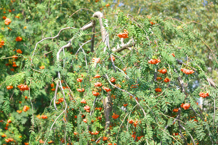 セイヨウナナカマドの写真 イラスト素材一覧 4 112件 ストックフォトのamanaimages Plus