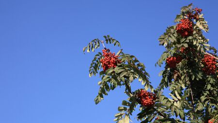 ashberry at dry sunny dayの写真素材