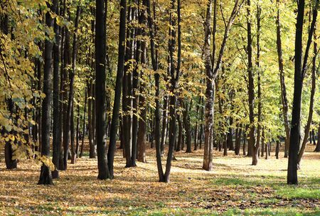 trees in autumn dayの写真素材