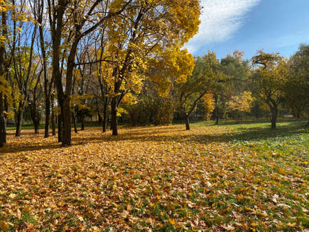 yellow maple leaf carpet at autumn dry sunny day