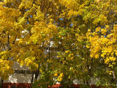 yellow maple leaves on tree at dry sunny autumn day