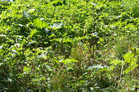 green grass at dry sunny summer dayの写真素材