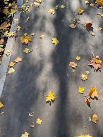 yellow maple carpet on asphalt at autumn dry sunny day
