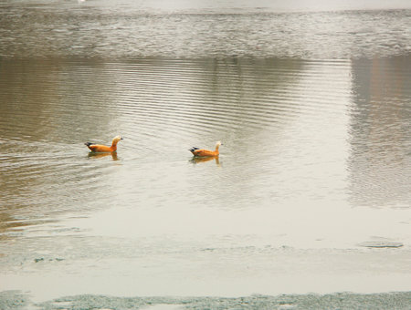 two geese on water at springの写真素材