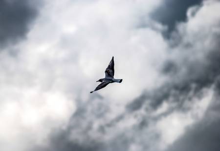 Bird in flightの写真素材