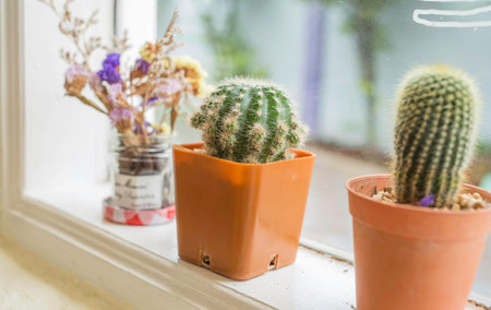 Cactus placed by the window