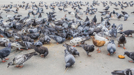Pigeon feeding the hungry crowdの写真素材