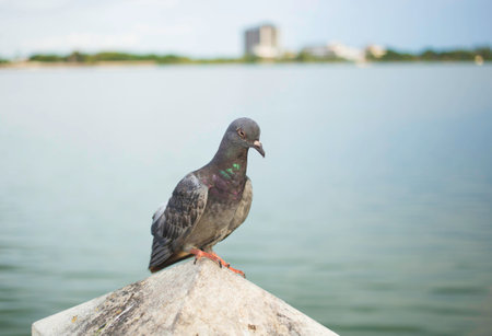 Pigeon standing on poles along the riverの写真素材