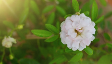 peony flower top viewの写真素材