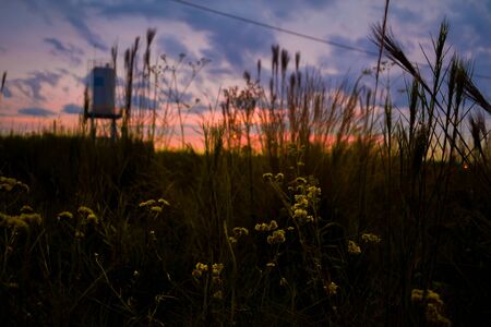 Marcela's flowers. In the background a beautiful sunset. Sapiranga, Brazilの写真素材