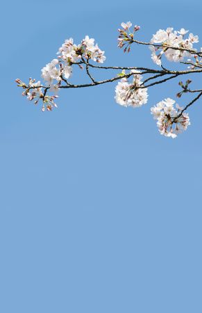 The Japanese white cherry flowers on twig in the spring sunny azure sky.の写真素材