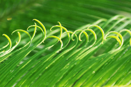 The rolling new verdure leaves of the cycad tree.の写真素材
