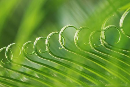 The rolling new verdure leaves of the cycad tree.の写真素材