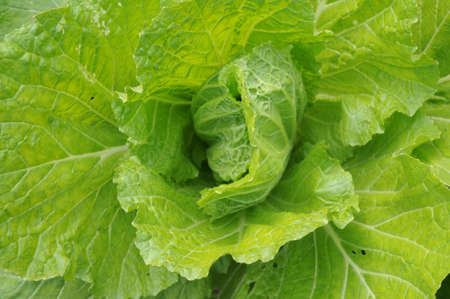 A cabbageの写真素材