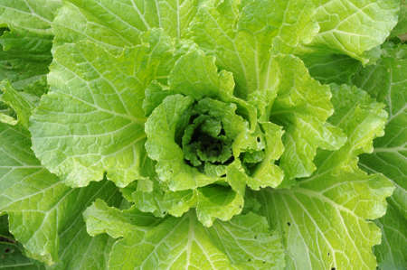 A cabbageの写真素材
