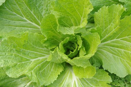 A cabbageの写真素材
