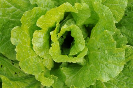 A cabbageの写真素材