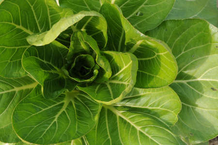 A cabbageの写真素材