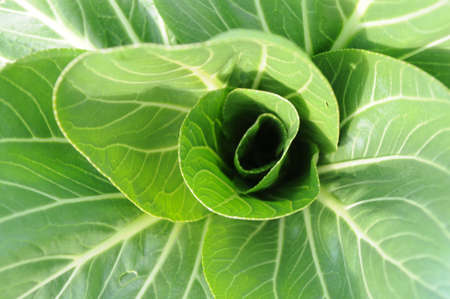 A cabbageの写真素材