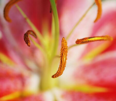 Anthe of flowerの写真素材