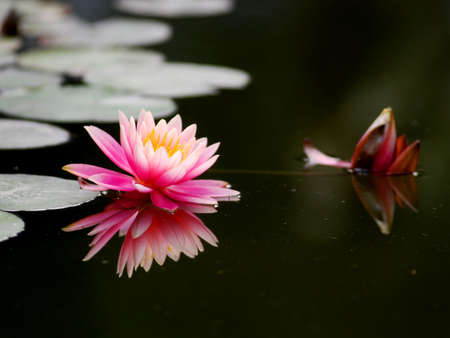 Lotus bloom in the waterの写真素材