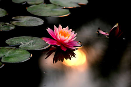 Lotus blooming in the waterの写真素材
