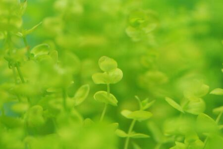 Green leavesの写真素材