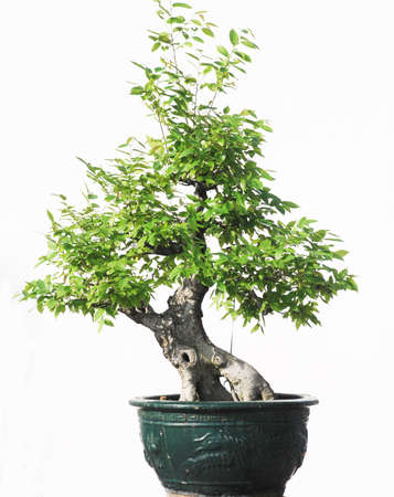 A potted plantの写真素材