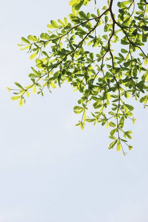Branch and leavesの写真素材