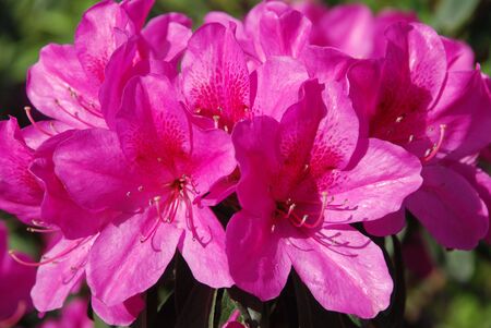 Pink flowersの写真素材