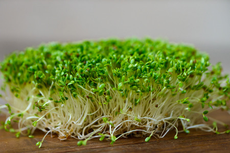 A beautiful green bunch of organically grown plantsの写真素材