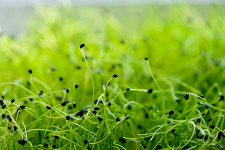 plant with roots and wonderful black facets with dewの写真素材