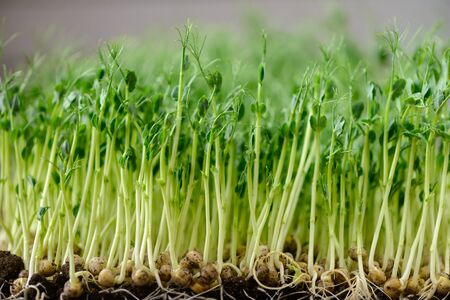 macro frame with etched roots of green shootsの写真素材