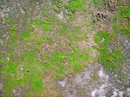 Green moss on cement wall texture background, green moss on cement wallの写真素材