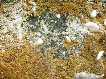 Stone background with moss and pebbles. Abstract background for design.の写真素材