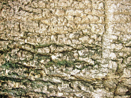 bark of tree texture, close up of a tree bark backgroundの写真素材