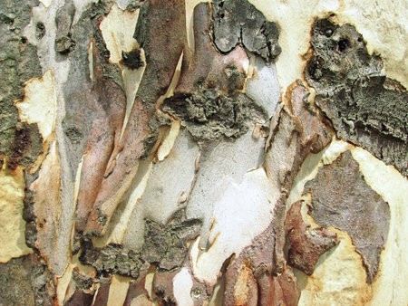 Bark of eucalyptus tree, closeup of photoの写真素材